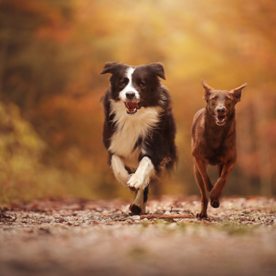 foto Weekendhulp Dierenverzorging